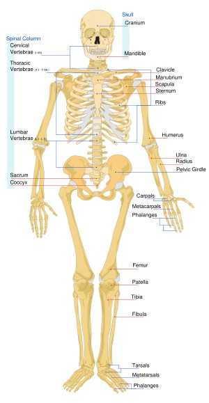 ploché kosti