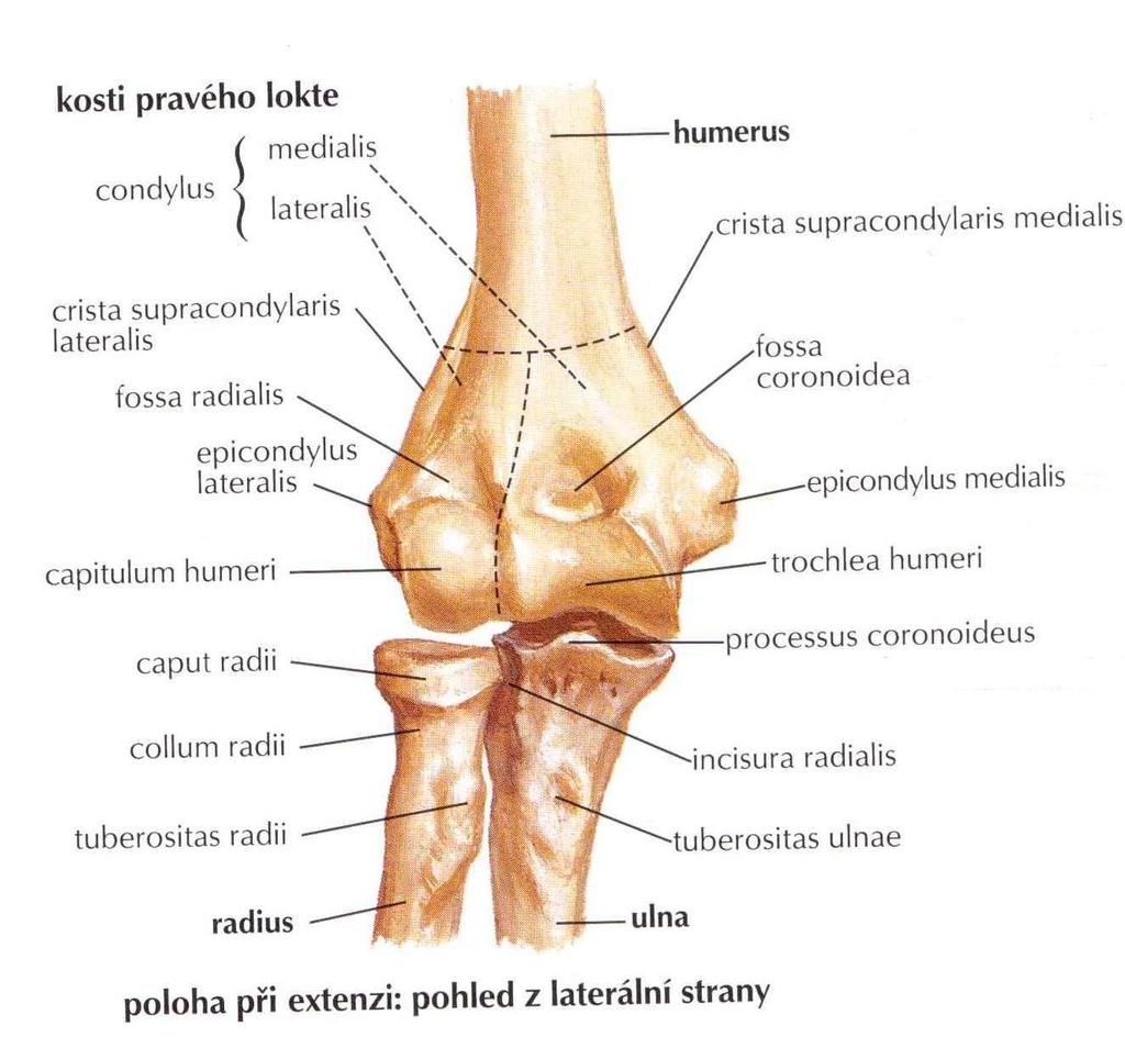 Anatomie