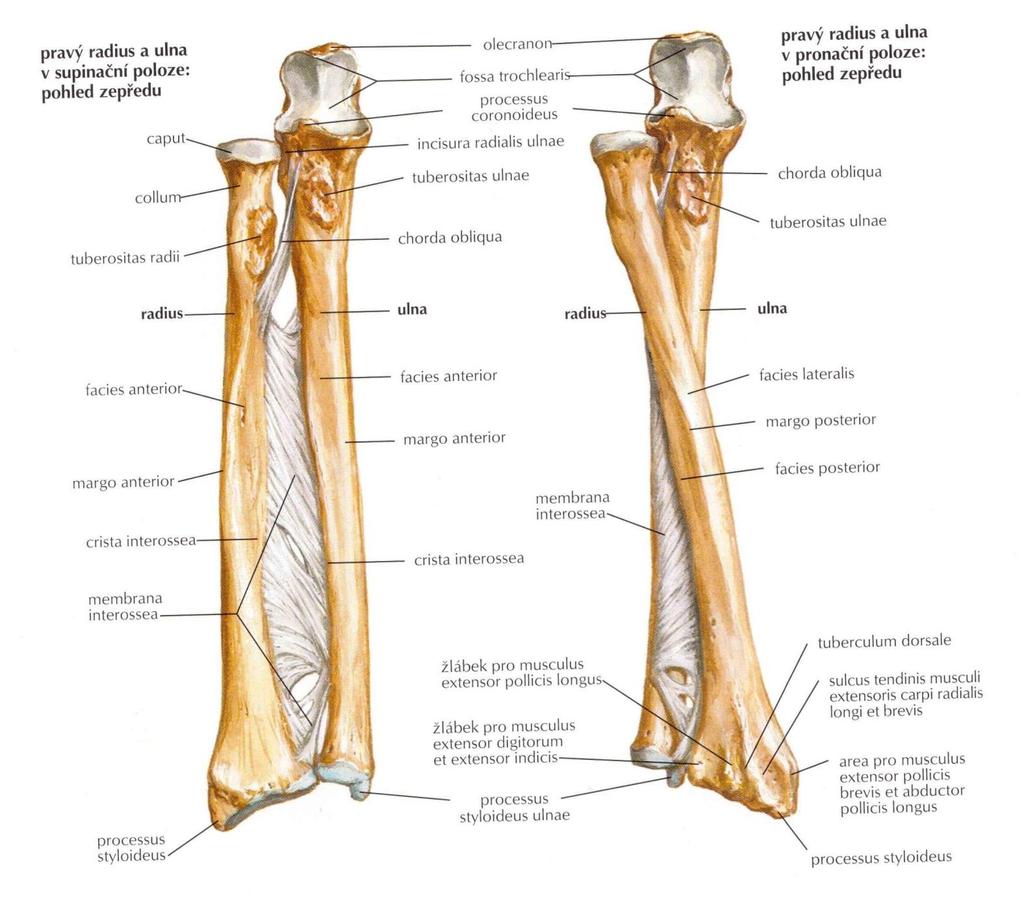 Anatomie