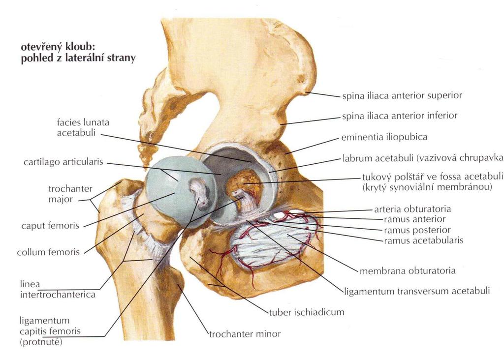 Anatomie