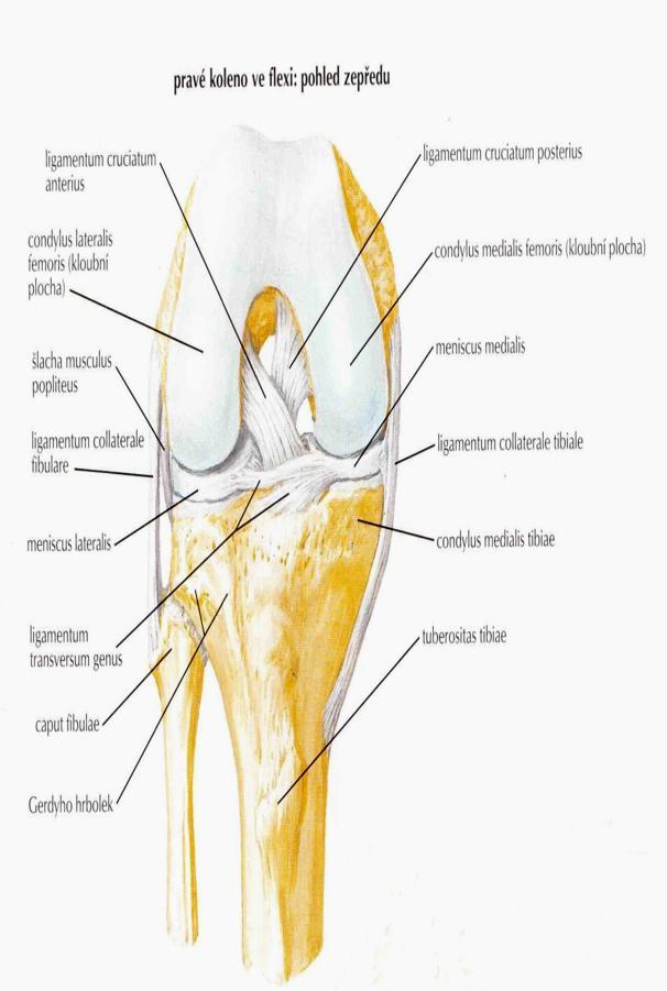 Anatomie