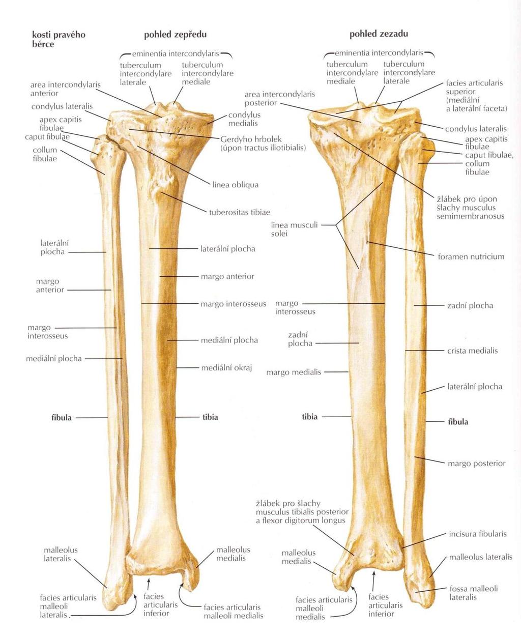 Anatomie