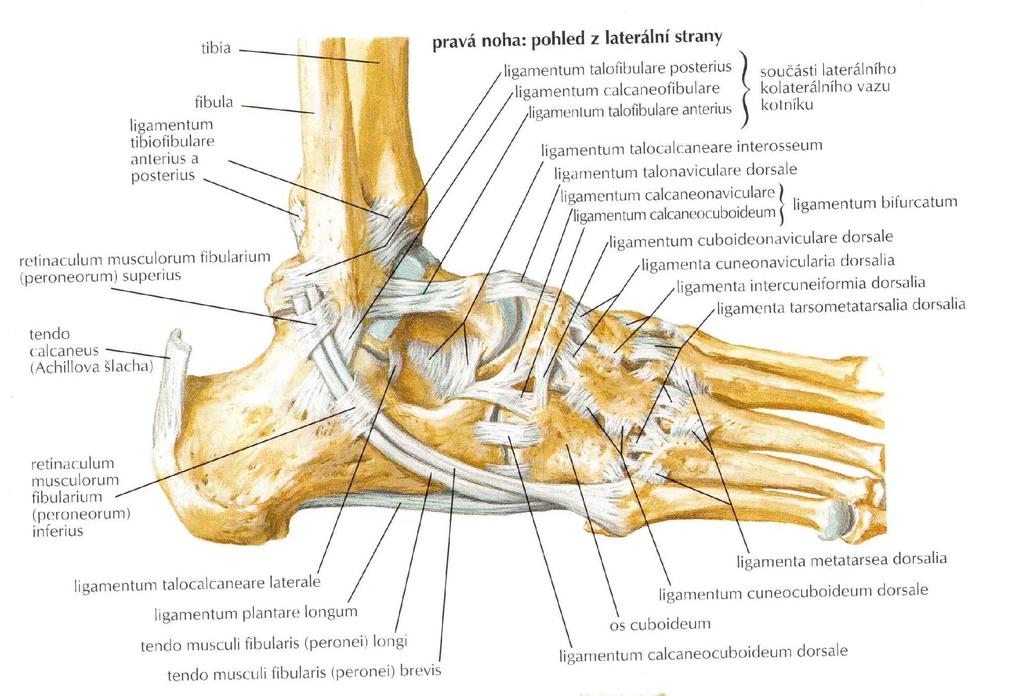 Articulatio talocruralis kloub složený kladkovitý Kloubní pouzdro fibrózní a synoviální
