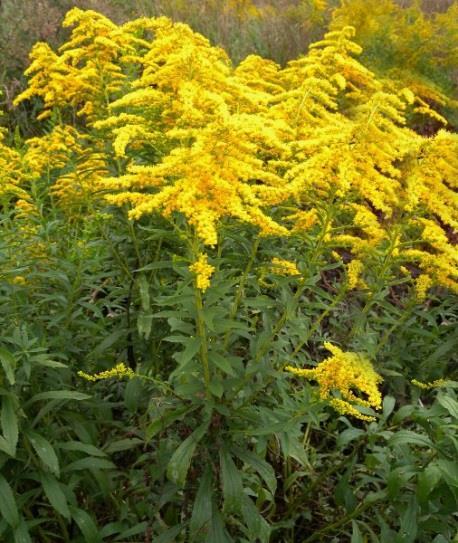 Zlatobýly (Solidago canadesis, Solidago gigantea) Zlatobýl kanadský - SV USA, zlatobýl obrovsky jih Kanady, USA Zlatobýl kanadský je trvalka vysoká až 2m, rovné nevětvené lodyhy nahoře hustě chlupaté.