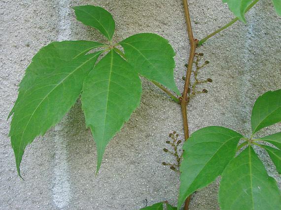 Loubinec (Parthenocissus inserta a Parthenocissus quinquefolia)) Severní Amerika, Kanada Dřevitá liána, listy zpravidla 5 četné, na podzim červenající. Loubinec pětilistý (P.