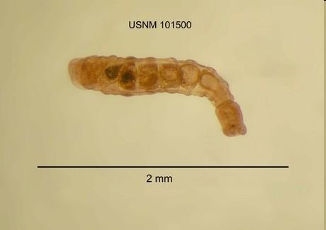 Podtřída Branchiobdellidea (branchiobdely) - 1 10 mm - povrch žaberního aparátu raků - tělo = 17 článků - přední přísavka kruhovitá s prstovitými výběžky - ústní dutina zubovité