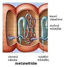 různě klikatí, až vyústí každý do svého močového měchýřku nefridiopor.