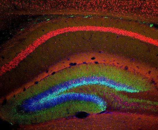 Pro detekci mrna IEGs při studiu její lokalizace se standardně používá radioaktivní nebo fluorescenční in situ hybridizace (FISH).