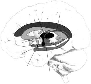 3 Fyzikální terapie šišinka fornix gyrus cinguli talamus hypotalamus hypofýza corpus mamillare amygdala hipokampus Obr. 3.1 Limbický systém 3.3.4.