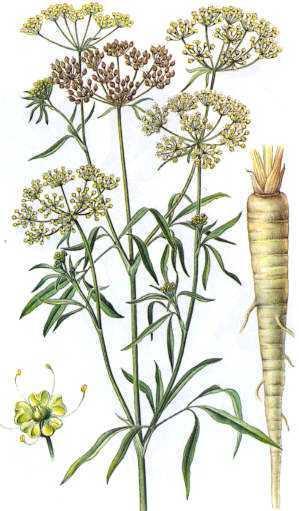 6.11 Petržel zahradní - Petroselinum hortense ČELEĎ: Apiaceae miříkovité CHARAKTERISTIKA ČELEDI: V čeledi Apiaceae se vyskytují převáţně jednoleté, dvouleté a vytrvalé rostliny, rozšířené hlavně v