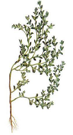 6.12 Průtržník lysý Herniaria glabra ČELEĎ: Caryophyllaceae - hvozdíkovité CHARAKTERISTIKA ČELEDI: Čeleď Caryophyllaceae zahrnuje byliny, polokeře a vzácně keře rozšířené v mírném pásmu severní
