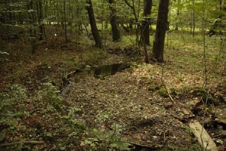 bučin nad pravobřežním svahem údolí Milířky