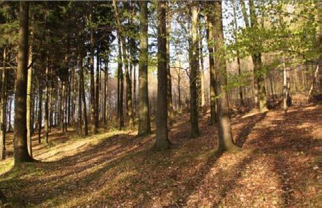 Acidofilní bučina nad pravobřežním svahem údolí