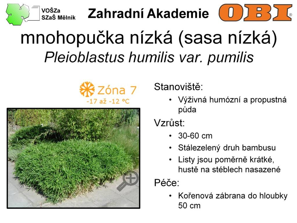 Sasa je nízký, 30-60 cm vysoký, snadno se rozrůstající druh stálezeleného bambusu. Listy jsou středně zelené, poměrně krátké, hustě na stéblech nasazené.