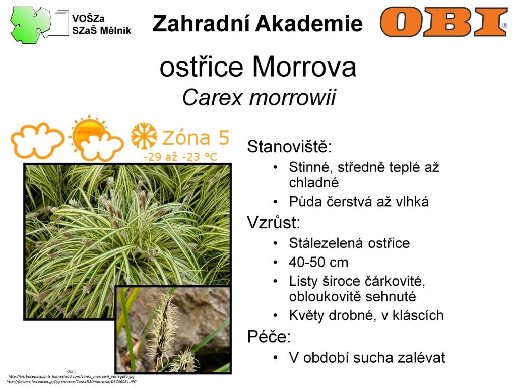 Stálezelená ostřice Morrova je 40-50 cm vysoká. Listy má široce čárkovité, obloukovitě sehnuté. Většinou se pěstuje ve variegátní pestrolisté formě. Květy jsou drobné, v kláscích.