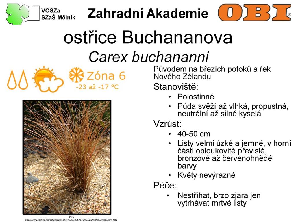 Ostřice Buchananova není náš původní druh. pochází z Nového Zélandu, kde se vyskytuje na březích potoků a řek.