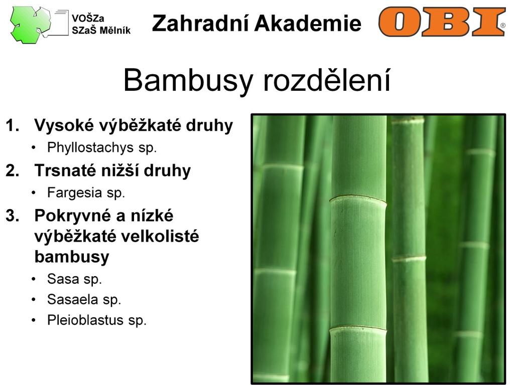 U nás přezimující bambusy lze rozdělit do tří skupin: Vysoké výběžkaté druhy, které i u nás běžně dosahují výšek 3-8 m. Sem patří zástupci druhu Phylostachys.