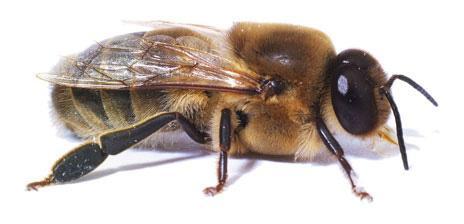 ale rozdílná - bezbranní samci včel a