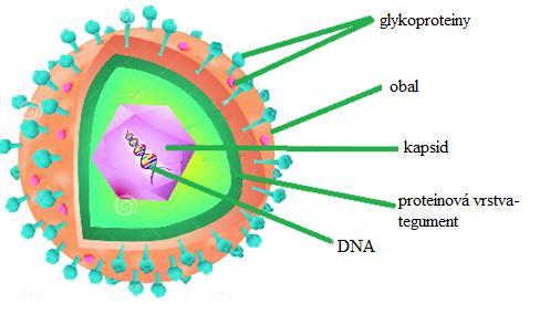 Obr. 2. Struktura virionu herpesviru (podle Dreamstime, 2015; překlad popisků: J. Kostlán). Obr. 3.
