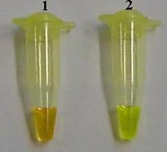 Vizuální detekce KHV produktů pomocí barviva SYBR Green I, 1: negativní LAMP reakce zůstala oranžová, 2: