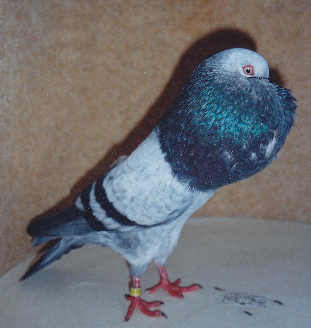 Kresba mramorovaní (bělouši) Marmoriert