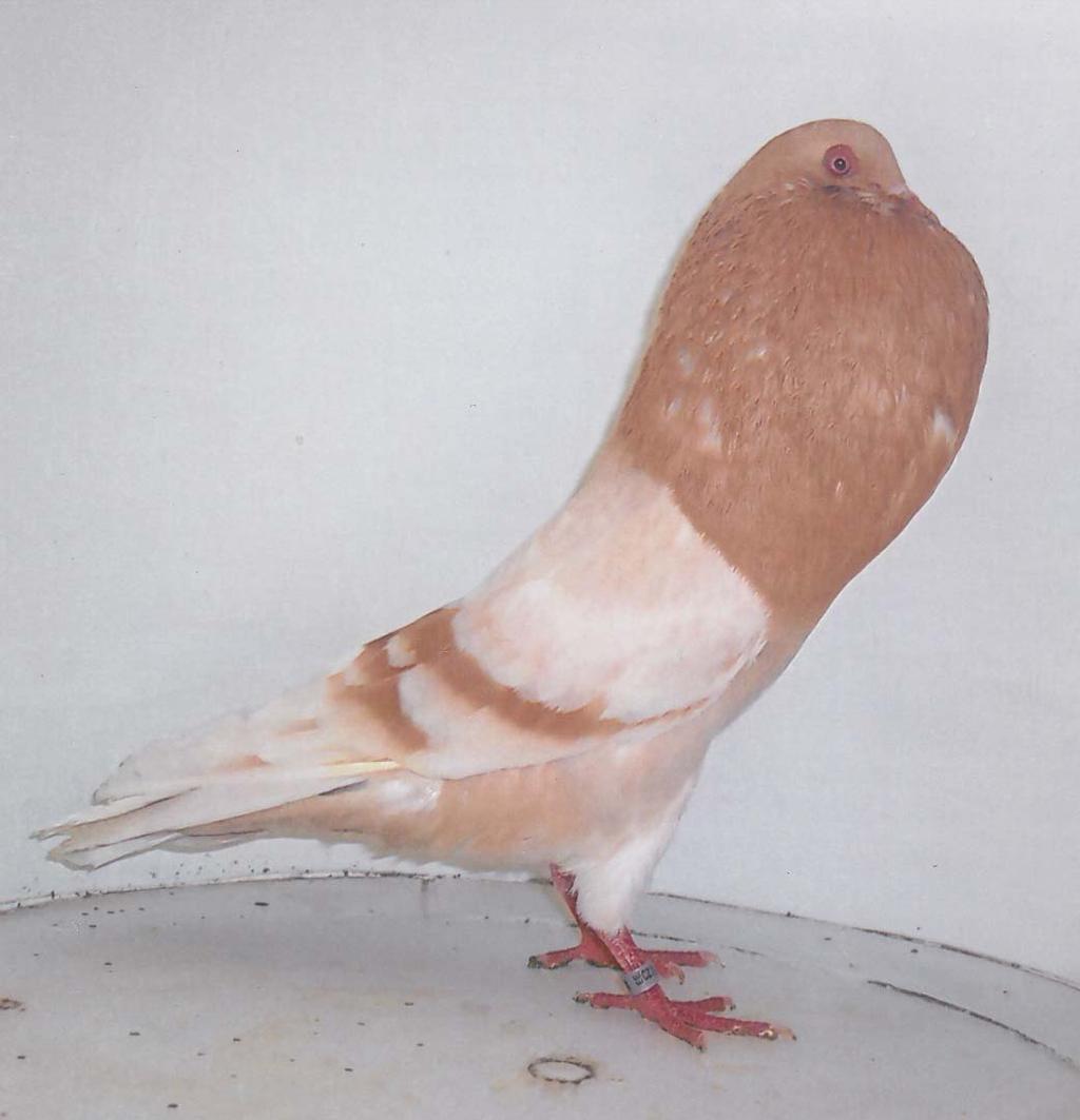 Kresba barevnopruzí Mit farben Bindig Existují černopruzí modří,