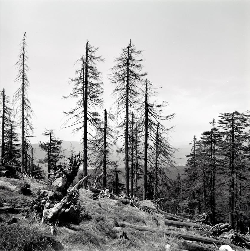 Imise v kombinaci s přemnožením lýkožrouta smrkového a obaleče modřínového způsobily v KRNAP v období 1982-1991 rozpad 8 000 ha lesa.
