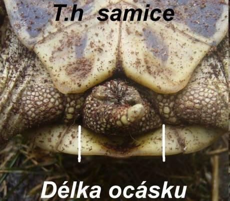 samice Suchozemské ž.