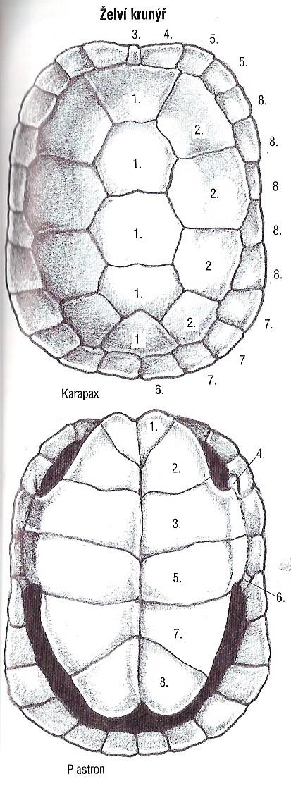 charakteristické uspořádání štítků karapax páteřní linie - vertebralia boční - costalia