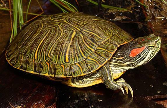 Trachemys scripta elegans želva nádherná -jeden za 3 poddruhů