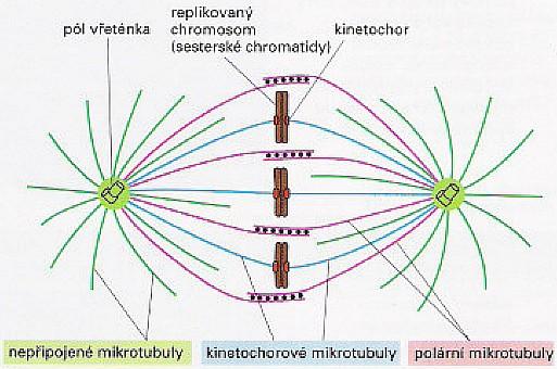 Dělící vřeténko Základy buněčné
