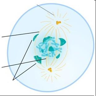 Pomocí molekuárních buněčných motorů jsou taženy směrem k EKVATORIÁLNÍ rovině.