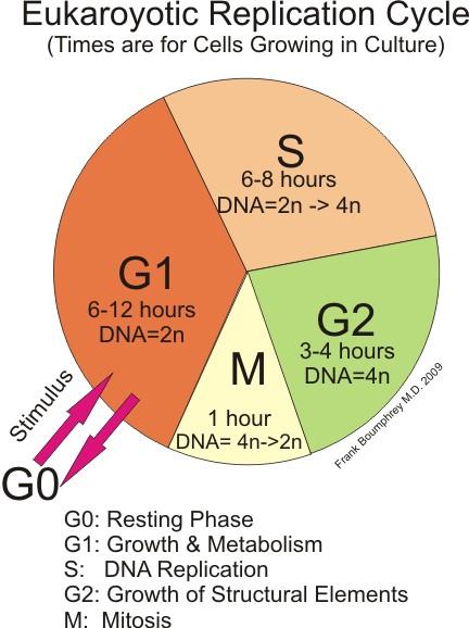 Buněčný cyklus INTERFÁZE - chromatin pouze málo kondenzovaný (různé stupně spiralizace - pouze konstitutivní heterochromatin zůstává trvale kondenzován).