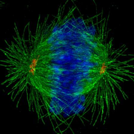 Dělící vřeténko Rozlišují se tři typy mikrotubulů dělícího vřeténka: Astrální mikrotubuly: směřují v cytoplazmě do všech směrů, přispívají k ukotvení, orientaci a oddalování pólů vřeténka.