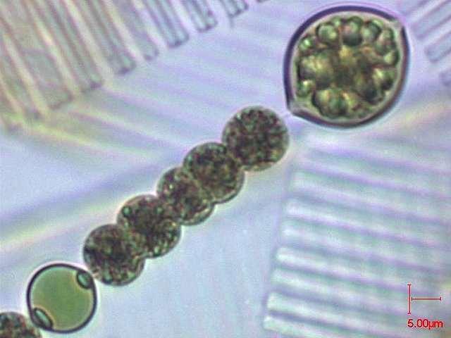 sinice = cyanobakterie = cyanoprokaryota - fotosyntetizující gramnegativní eubakterie - cyanoprokaryota botanika (nejstarší skupina organismů s FTS) - cyanobakterie ekologie, mikrobiologie,