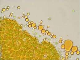 2) produkce lipidů (triacylglyceridy) - některé druhy jsou schopny produkovat velké množství lipidů, které jsou při jejich kultivaci získávány a konvertovány na bionaftu Př: Botryococcus braunii