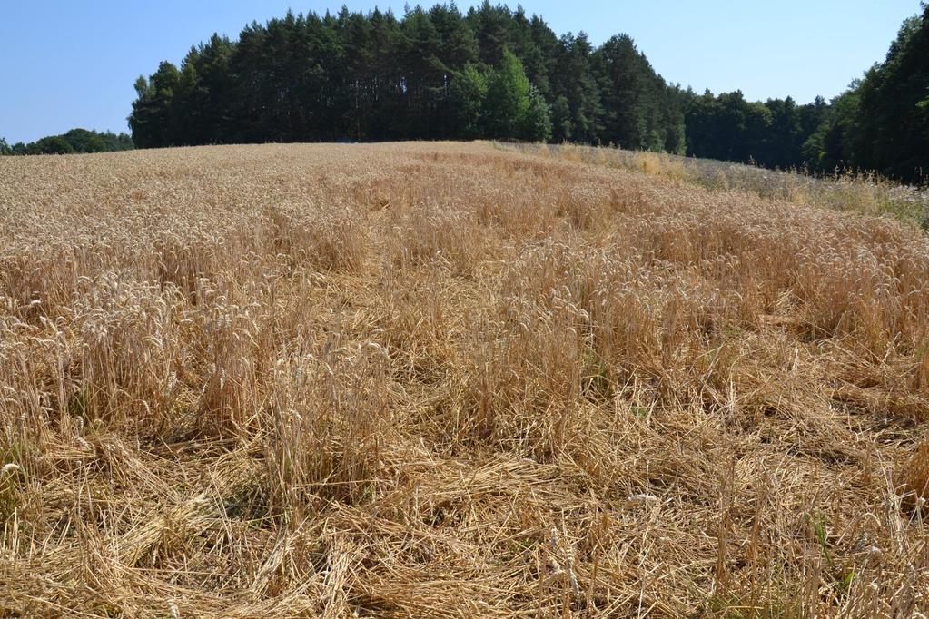 Škoda v porostu