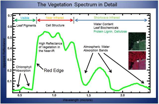 Spektrální projev vegetace A oblast pigmentační absorpce v pásmu 0,4-0,7μm B