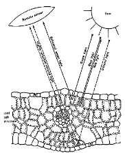 Spektrální projev vegetace II. Oblast buněčné struktury (0,7-1,3 m) Pro vegetaci je typický výrazný nárůst odrazivosti ve vlnových délkách kolem 0,7 mikrometrů.