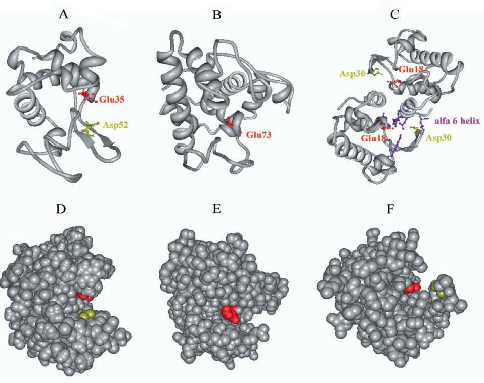 aktivní AMK Glu. Zástupci c-lysozymů a i-lysozymů mají v aktivním místě ještě AMK Asp (Phillips 1966; Weaver et al. 1995; Goto et al. 2007).