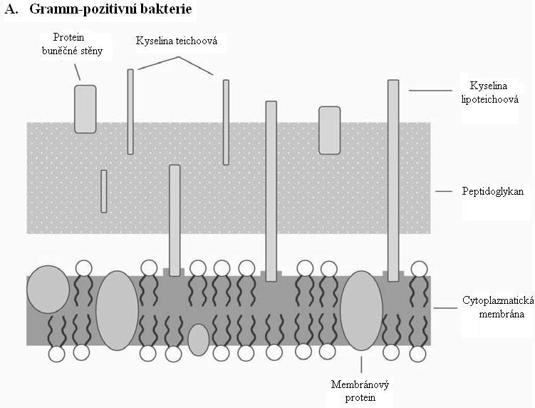 organizmy (Abraham et al. 1995; Hikima et al. 2001, 2003; Grinde 1988, 1989; Dautigny et al. 1991). Obrázek 6.: Mechanizmus účinku lysozymu.