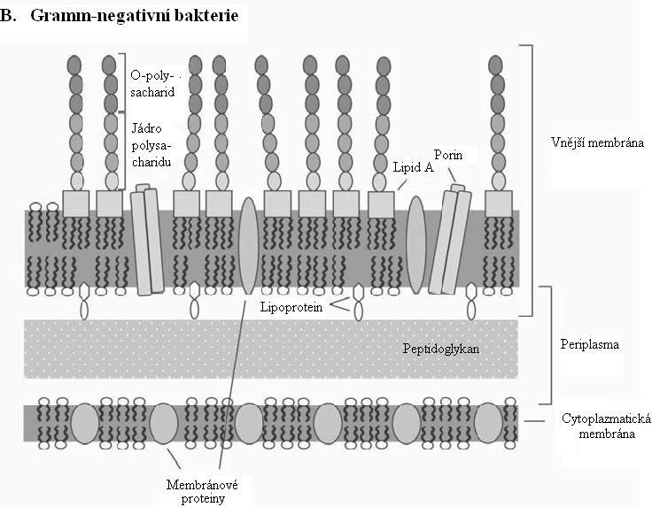 Ve skutečnosti je přítomna jen jedna z přerušovaných exo (x) a endo (n) vazeb INT, a to je podstata mechanizmu.