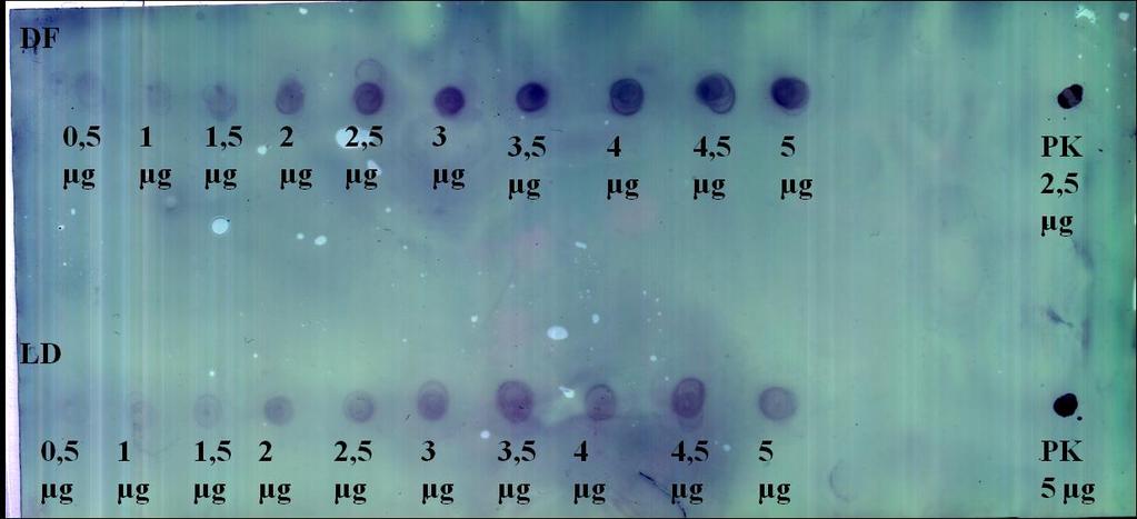 4. Výsledky 4.1. Dot bloty Pomocí metody dot blot byla prokázána reaktivita polyklonální protilátky proti HEWL na nativních proteinových vzorcích.