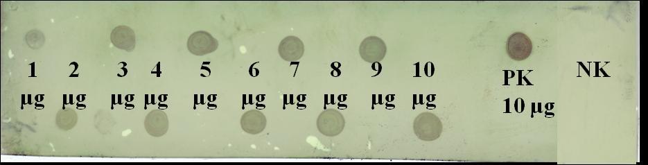 Obrázek 9.: Dot blot SGME Lepidoglyphus destructor.