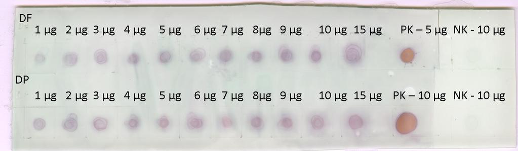 PK - nanáška HEWL. NK SGME bez primárních protilátek. Obrázek 10.: Dot bloty SGME Dermatophagoides farinae (DF) a D.