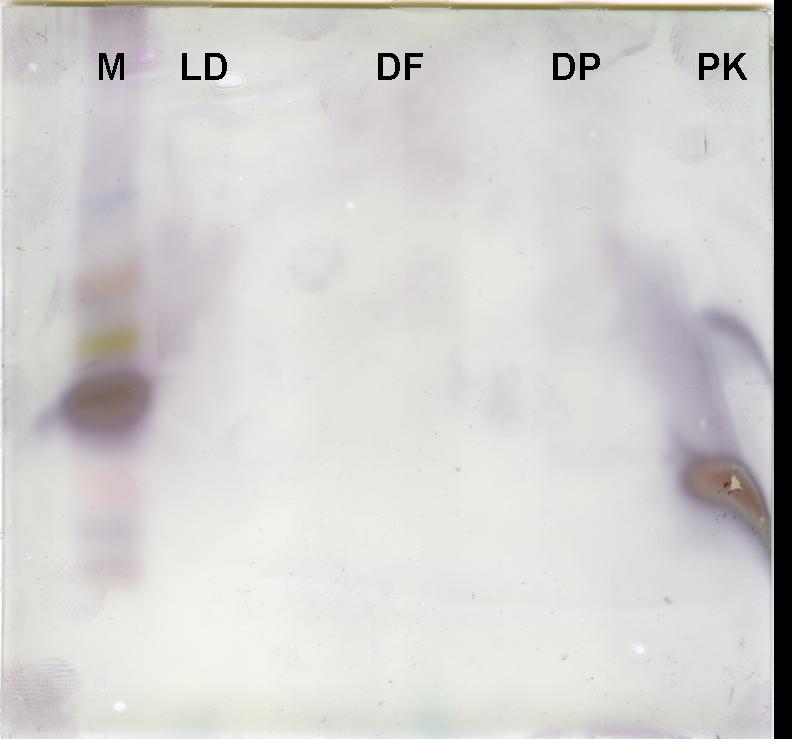 4.2. Western bloty Polyklonální protilátka, jejíž reaktivita byla potvrzena na nativních dot blotech WME D. farinae a L.