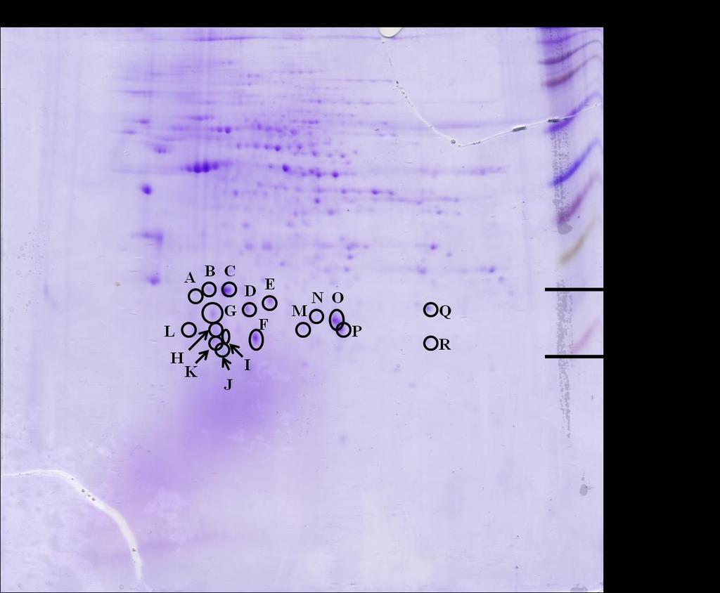 Obrázek 15.: 2D elektroforéza celotělních roztočových extraktů (WME) Dermatophagoides farinae. Prvotní gel pro hmotnostní analýzu.