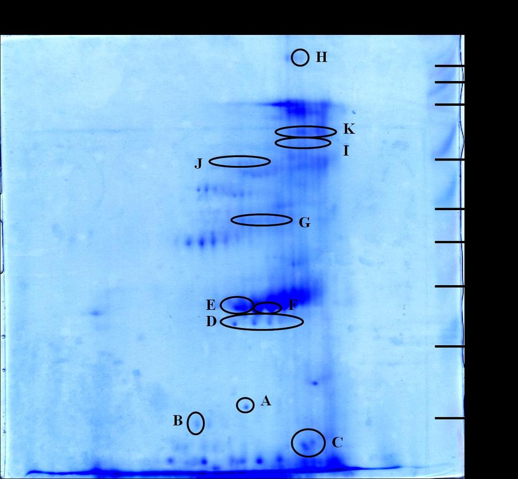 Obrázek 18.: 2D elektroforéza proteinů extrahovaných ze zbytkového růstového média (SGME) D. pteronissynus.