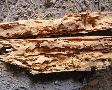 66 Obr. 7: Destrukce dřeva larvami tesaříka krovového Obr.