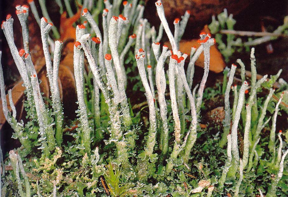 FUNGI stručné, ale přece jen další doplnění základních